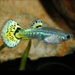 Snakeskin Guppy FEMALE