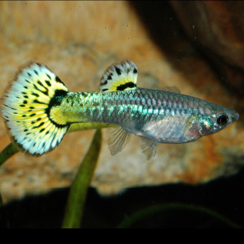 Snakeskin Guppy FEMALE