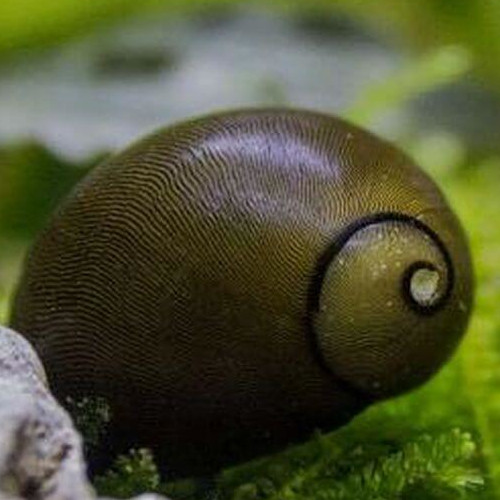 Green Nerite Snail