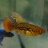 Hi Fin Platy