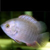 Indonesian Leaffish