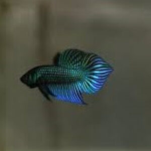Jade Green Wild Betta