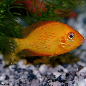 Orange Chromide Cichlid
