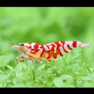Red Tiger Shrimp