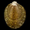 Turtle Snail