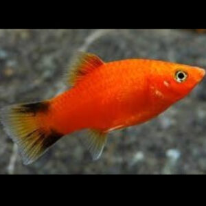 Red Twin Bar Platy 3.5-4cm