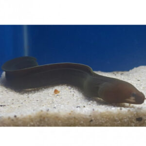 White Cheek Eel