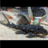 Orange Spot Pleco LDA31