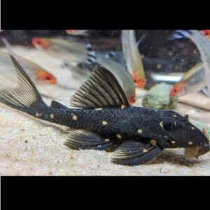 Orange Spot Pleco LDA31