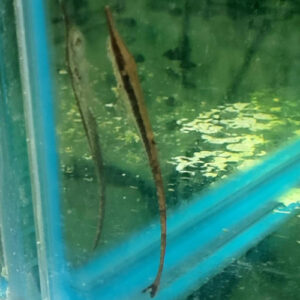 Twig Catfish