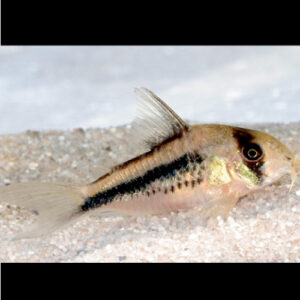 Decker Corydora