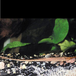Mottled Twig Catfish
