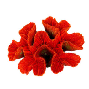 Red Ridge Coral