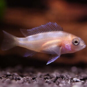 Red Widow Frontosa