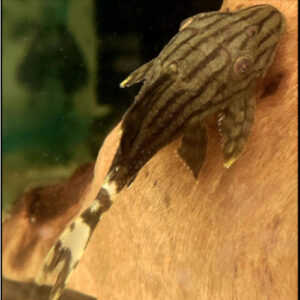Royal Panaque Broken line pleco L191