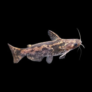 Columbia Wood Catfish 