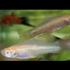 Albino Swordtail