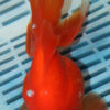 High Grade Ryukin Premium  15-18cm (FN280) 