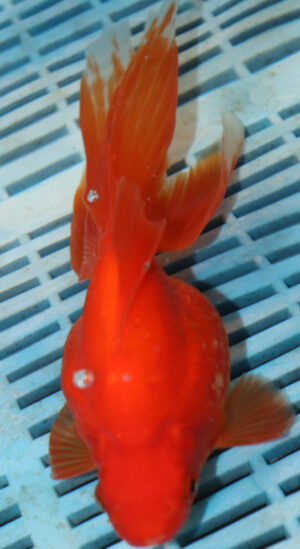 High Grade Ryukin Premium  15-18cm (FN280) 