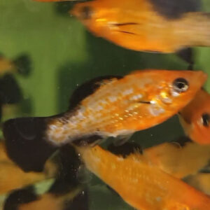 Black Fin Orange Molly 4-5cm