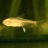 Albino lemon Tetra 