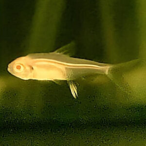 Albino lemon Tetra 