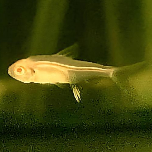 Albino lemon Tetra