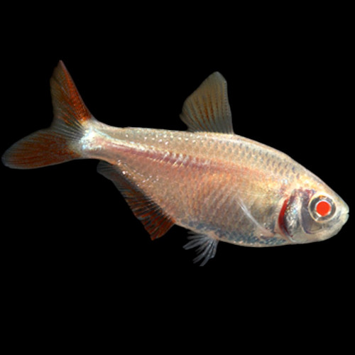 Albino Buenos Aires Tetra