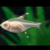 Albino X-ray Tetra