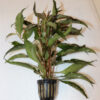 Hygrophillia Siamesis Pot