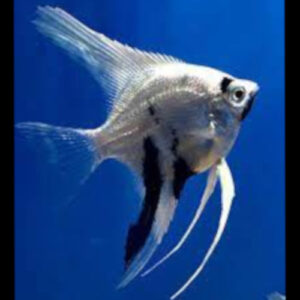 Blue Black Panda Platinum Angelfish