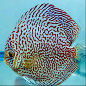 King Viper Discus