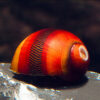 Red Racer Snail