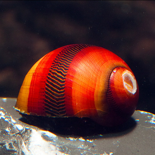 Red Racer Snail