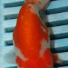 High Quality Premium Ranchu 9-11cm (FN447)