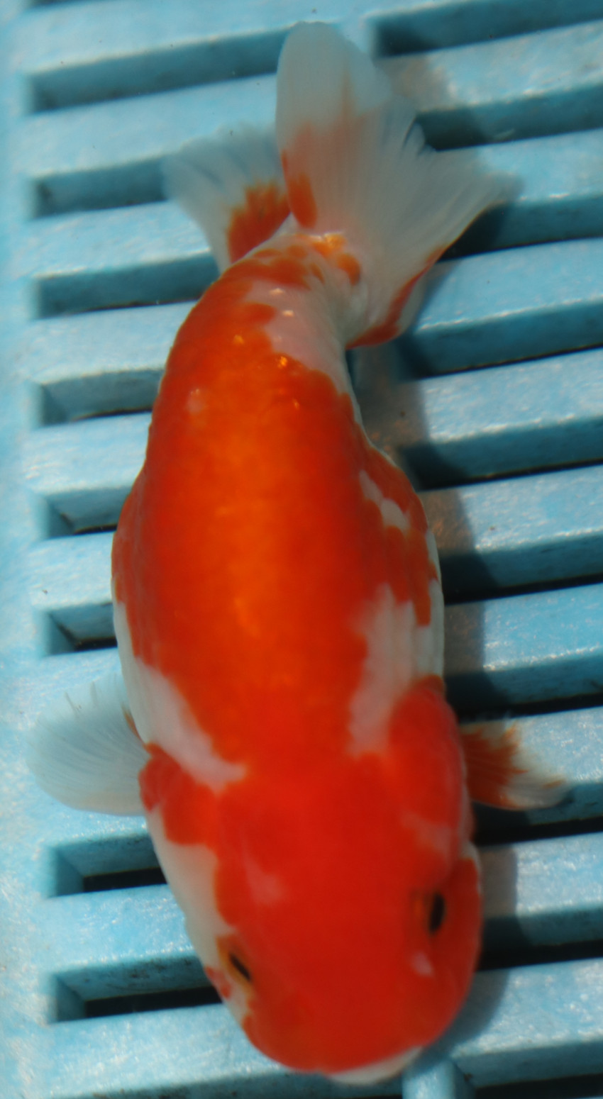 High Quality Premium Ranchu 9-11cm (FN447)