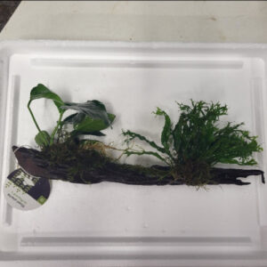 Trio of Plants on Wood (moss, java, anubias)
