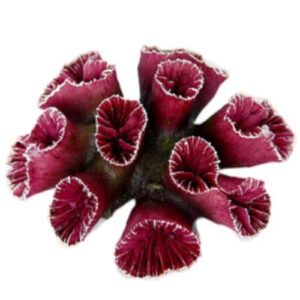 Purple Trumpet Head Coral