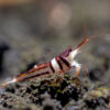 Harliquin Shrimp