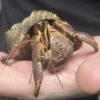 Purple Hermit Crab (Requires Land)
