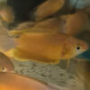 Marigold Gourami (Pair)