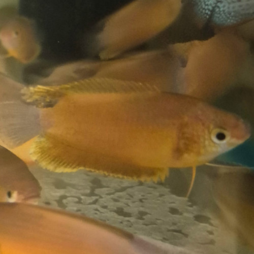 Marigold Gourami (Pair)