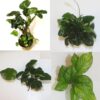 High Quality Anubias Selection Pack x 4 