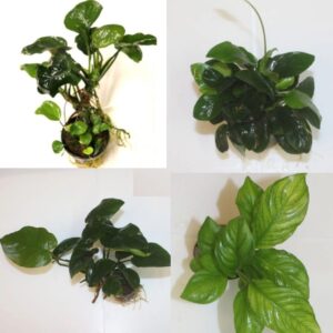 High Quality Anubias Selection Pack x 4 
