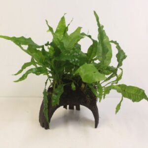 Tropical Plant on Wood and Moss