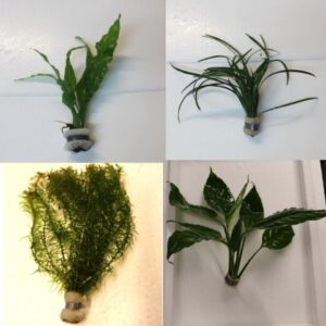 Selection of SHORT Tropical Plants (Bunches) x 10 