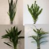 Selection of TALL Tropical Plants (Bunches) x 10