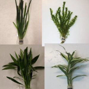 Selection of TALL Tropical Plants (Bunches) x 10