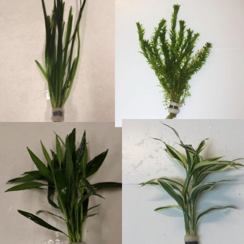 Selection of TALL Tropical Plants (Bunches) x 10