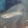 Gold Panchax 